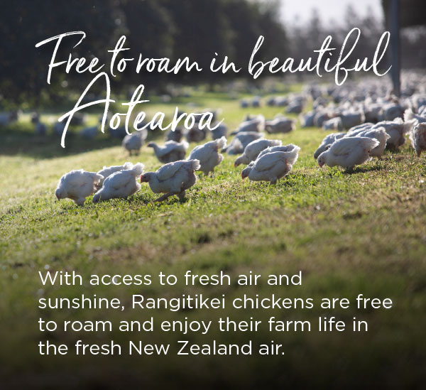 With access to fresh air and sunshine, Rangitikei chickens are free to roam and enjoy their farm life in the fresh New Zealand air.